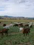 Продавам кози алпийски и бели млечни, снимка 1