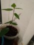 Дафинов лист, лаврово дърво, снимка 1 - Градински цветя и растения - 31702575