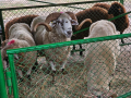 стадо Реплянски овце , снимка 4
