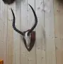 Ловен трофей от Импала, снимка 4