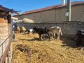 Продавам телета и биволи, снимка 3