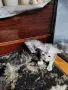 персийски британски котета , снимка 5