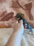 продавам чихуахуа , снимка 1