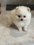 Померан мини , снимка 1