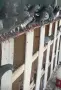 Пощенски гълъби, снимка 1