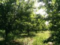 Черешова градина 4 дка между Крумово и Ягодово, снимка 3