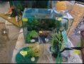 Продавам растения Пистия и други, снимка 3