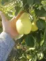 Продавам български дюли            , снимка 2