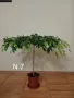 Продавам фикуси бенджамин 25-65 лв., снимка 1