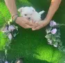 малтийска болонка, снимка 2