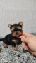 Мини йоркширски териер , снимка 1