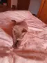 Британски късокосмести котета,  обезпаразитени с хигиенни навици , снимка 2