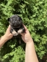  френски булдог/french Buldog, снимка 2