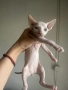 котенца канадски сфинкс женски и мъжки, снимка 7