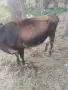 продавам крава Джерсеи на две теллетА , снимка 2