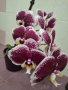 Орхидея, снимка 3