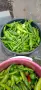 Продавам Люто от Нашата Градина🌶️🌶️🌶️ , снимка 2