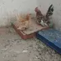 Свободни шабо пилета чифтове , снимка 3