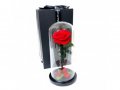 Луксозна вечна роза в стъкленица BEAUTY&THE BEAST RED, 27см, Червен, снимка 2
