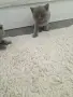 Клепоухи шотландки, снимка 12