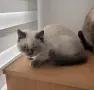 Търсят любящи семейства, снимка 6