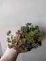 Оксалис, Oxalis vulcanicola Sunset Velvet, снимка 2