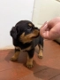 Бебета Ротвайлери, снимка 2