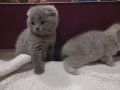 Шотландски клепоухи котета - бебета на 2 месеца, снимка 6