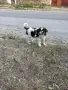 Подарявам малки кученца, снимка 5