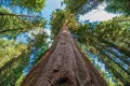 Нови качествени 15 семена от гигантска секвоя мамутово дърво sequoiadendron giganteum за декорация, снимка 10