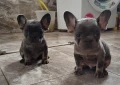 Елитни френски булдоци родени на 23.08., снимка 5