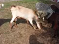 свободни 6 кози + 2 ярета , снимка 12