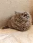 Персийски котенца, снимка 2