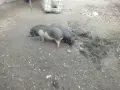 виатнамски прасета, снимка 3