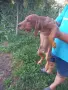 Жълтоалесто женско гонче, снимка 2