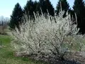 Китайска бяла Вишна (Бяла Нинджа), снимка 4