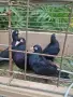 Продавам  2 чифта черни донеци, снимка 2