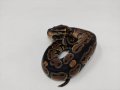 Кралски Питон / Ball Python / Python regius, снимка 5