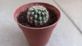 Кактус ехинопсис, снимка 1