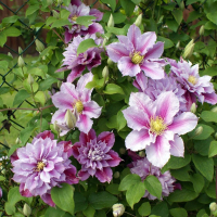 Clematis Piilu(Клематис Надниквам), снимка 2 - Градински цветя и растения - 44588428