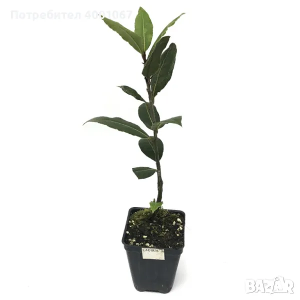 Малко дафиново дръвче Лавър, снимка 1