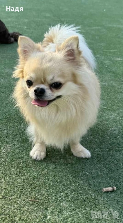 Чихуахуа на 2г., снимка 1