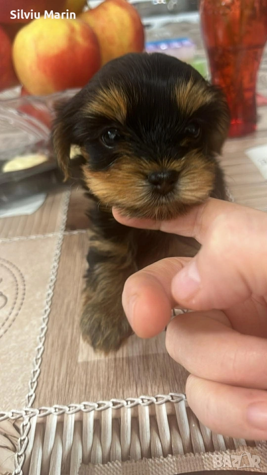 Йорки-момче .Гр.Варна, снимка 1