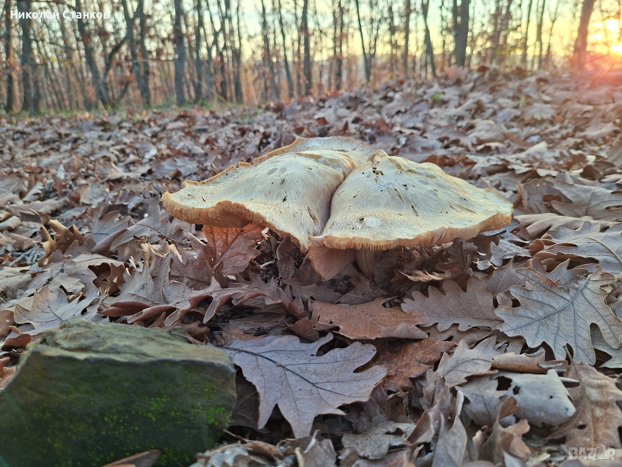 Земеделска земя с.Изворище обл.Бургас , снимка 1