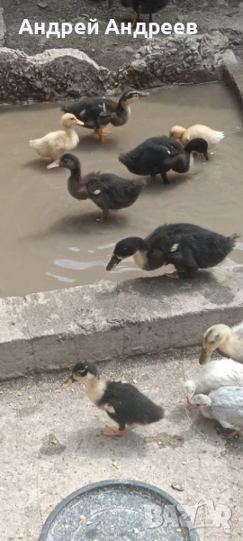 Пекински юрдечета , снимка 1