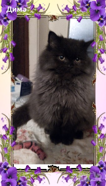 Ваксинирани персийски дългокосместа многоцветни котки с ЕС паспорти,микрочипирани!, снимка 1