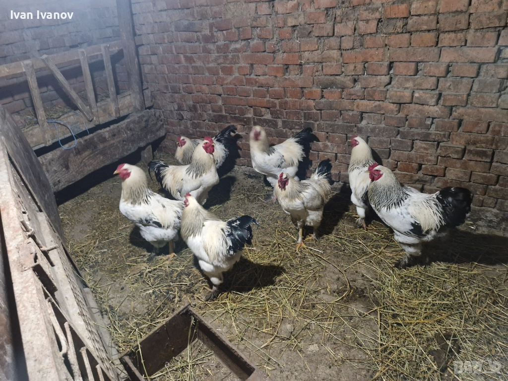 Петли за клане , снимка 1