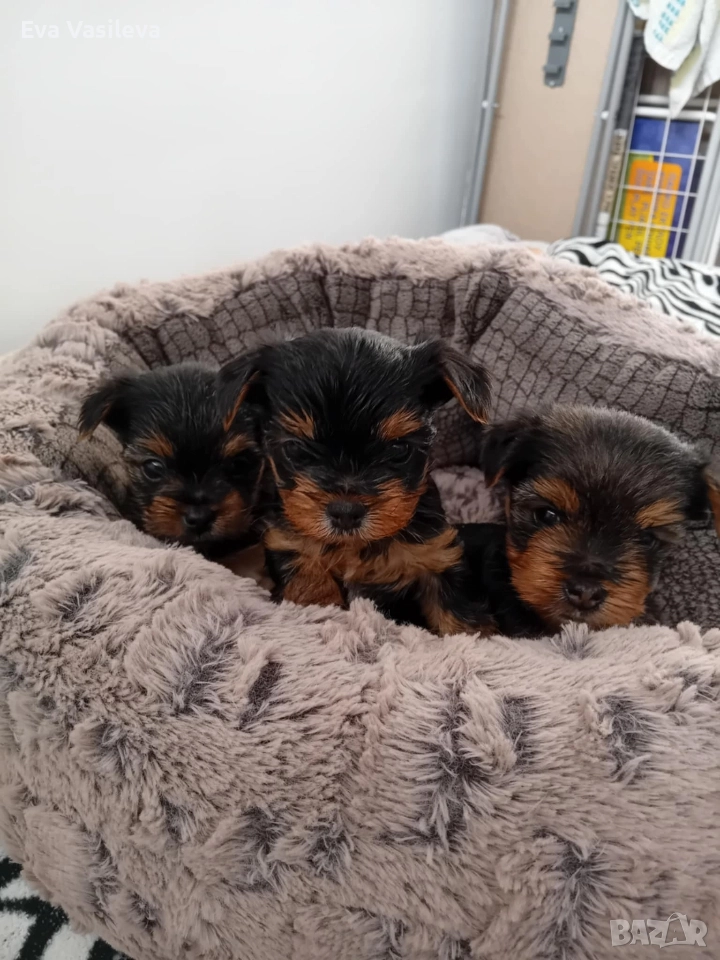 бебета йорки , снимка 1