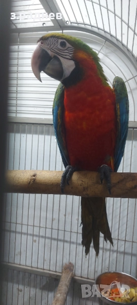 Бебе ара арлекин, снимка 1