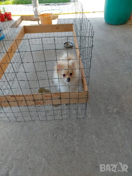 померан померанче момиче, снимка 1